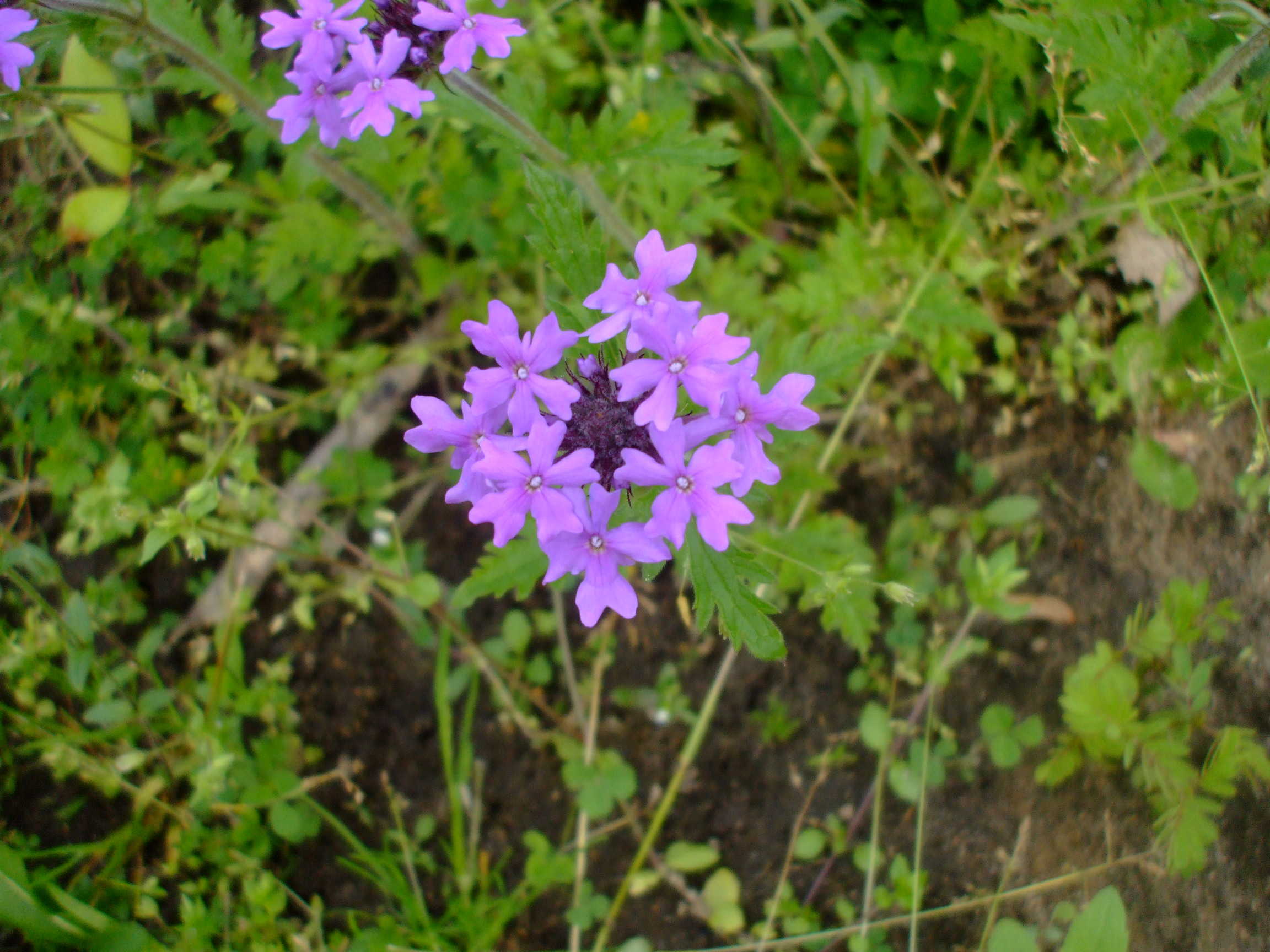 Glandularia canadensis